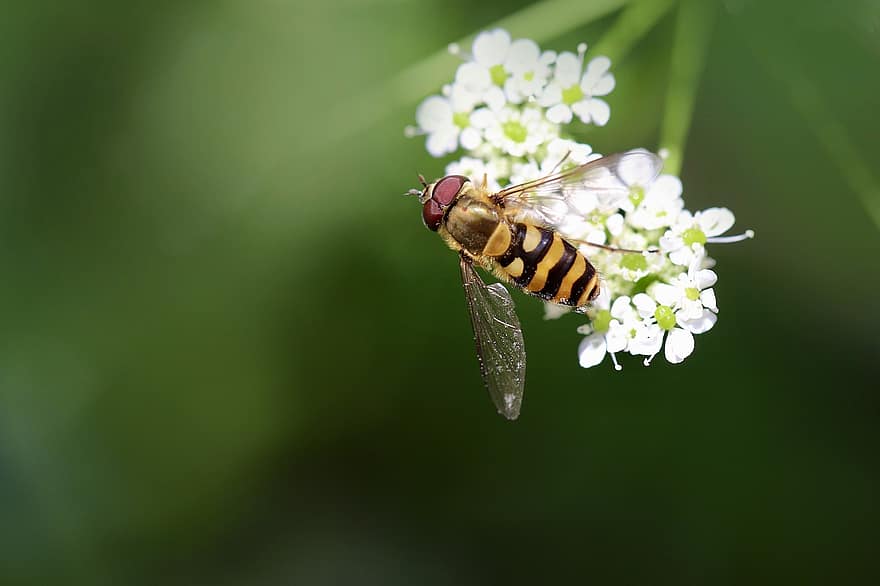 Marmolada Hoverfly, zapylanie, białe kwiaty, owad, zapylać, episyrphus balteatus, unosić się w powietrzu, ścieśniać, zbliżenie, makro, zielony kolor
