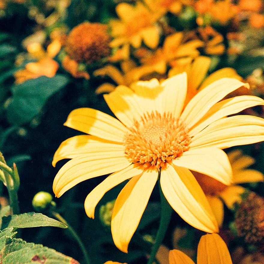 жълти цветя, слънчогледи, природа, градина