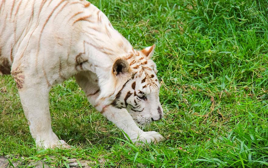 tigras, baltasis tigras, zoologijos sodas, nelaisvėje, gyvūnas