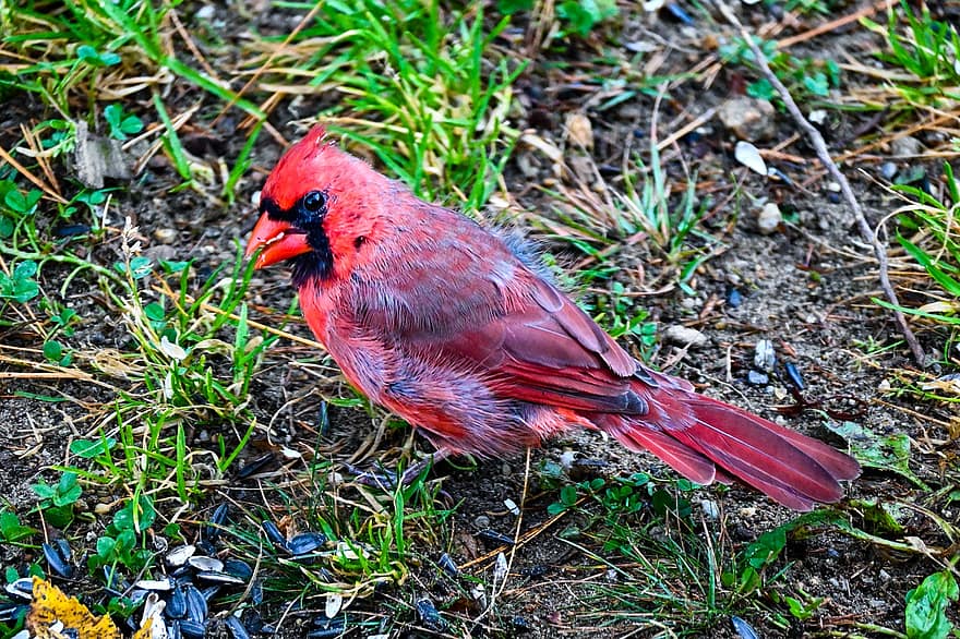 kardynał, ptak, przysiadł, zwierzę, pióra, upierzenie, dziób, rachunek, obserwowanie ptaków, ornitologia, świat zwierząt