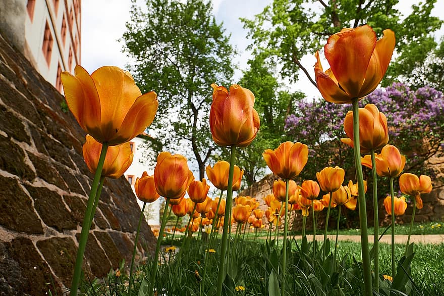 květ, tulipány, oranžový, jaro, hradní příkop, flóra, tulipán, letní, zelená barva, rostlina, květu hlavy