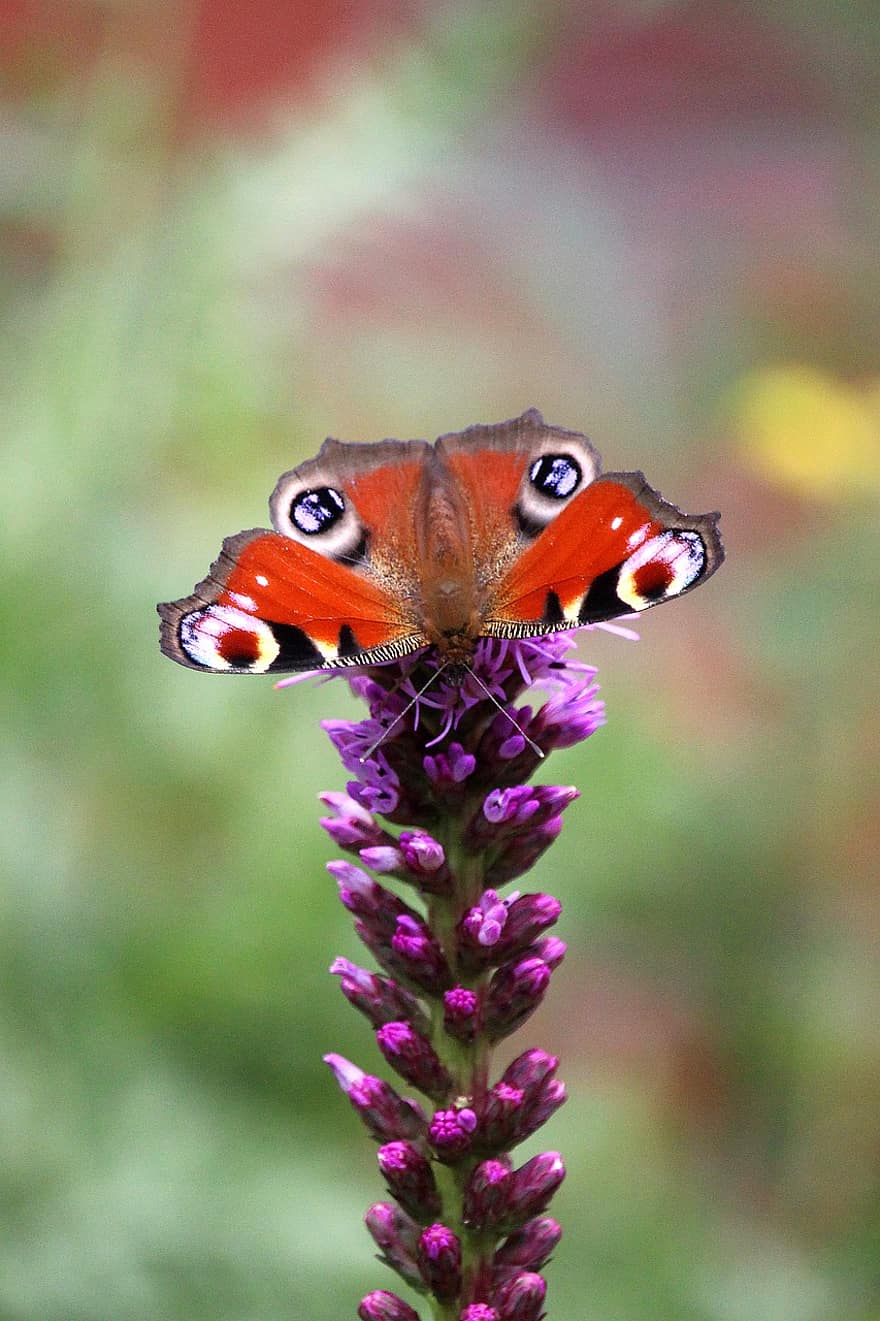 con công bướm, bươm bướm, hoa, màu tím, Thiên nhiên