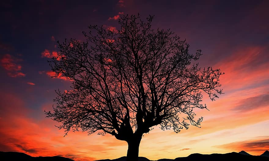 albero, silhouette, tramonto, paesaggio, cielo, natura, sera