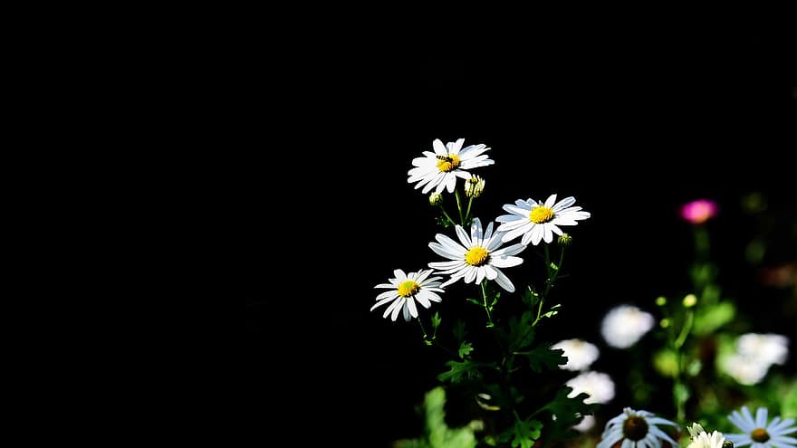 daisy, blommor, vit blomma, kronblad, vita kronblad, blomma, flora, växter, växt, sommar, närbild