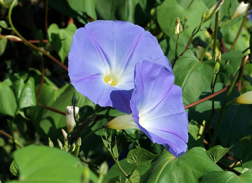 ranní sláva, Ipomea Tricolor, květ, modrý, běh, rostlina, okvětní lístky, listy, nálevka, Příroda, botanika