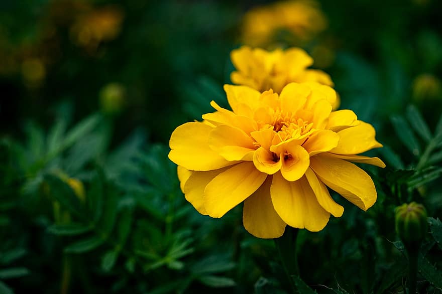 franču marigolds, dzeltens, zieds