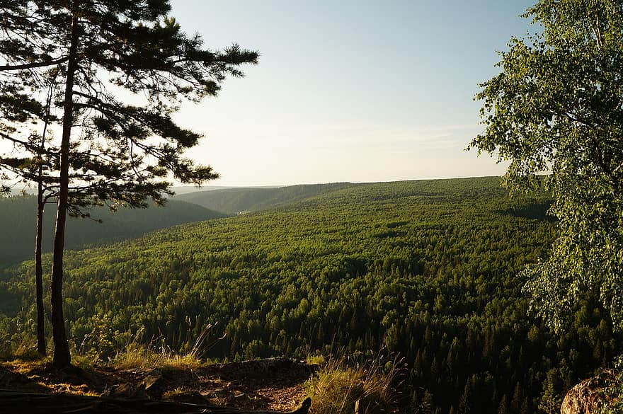 Trees, Forest, Foliage, Pine Trees, Conifers, Coniferous, Taiga, Boreal Forest, Coniferous Forest, Landscape, Countryside