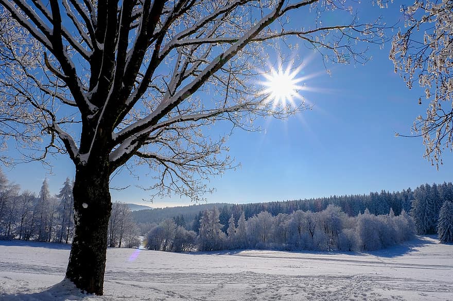 hiver, Soleil, neige, arbre, paysage, neigeux, hivernal, lumière du soleil, du froid