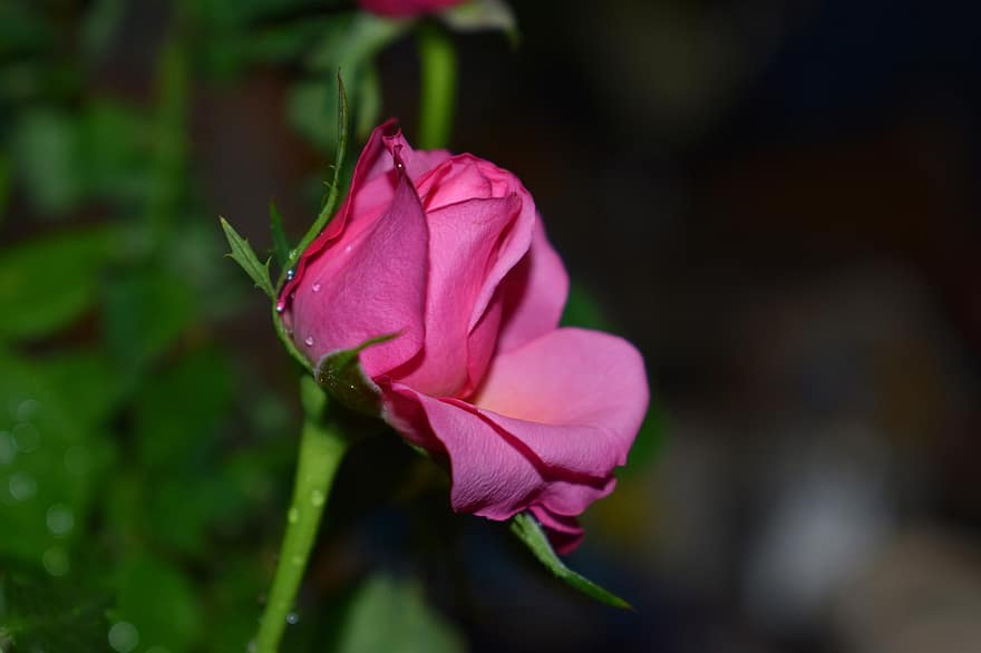 Rose, pinke Rose, pinke Blume, Garten, Natur, Blume, Floristik, Botanik, Blumenzucht, Nahansicht, Pflanze