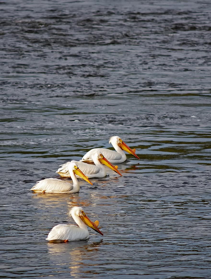 pelikán, pták, řeka, americký bílý pelikán, idaho, peří, had řeka, zobák, voda, zvířata ve volné přírodě, Pírko
