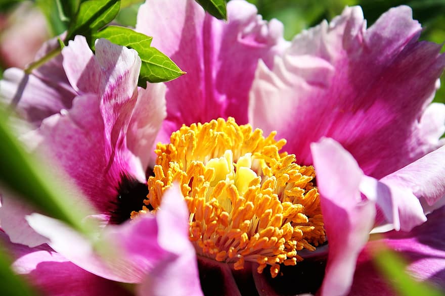 цветок, пыльца, макросъемка, розовый цветок, розовые лепестки, лепестки, цвести, цветение, Флора, цветоводство, садоводство