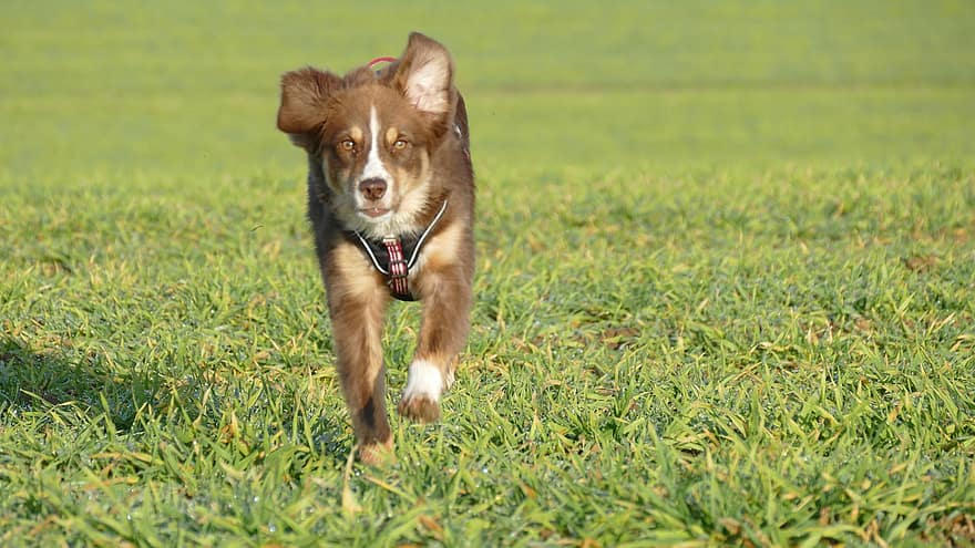 pies, szczeniak, biegać, zwierzę domowe, zwierzę, młody pies, pies domowy, psi, ssak, uroczy, łąka