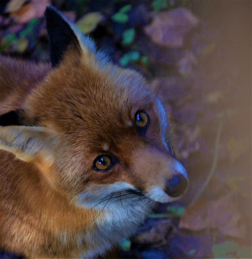 rev, Fox Cub, Fox valp, fangenskap, dyr, søt, dyr i naturen, nærbilde, liten, pels, kjæledyr