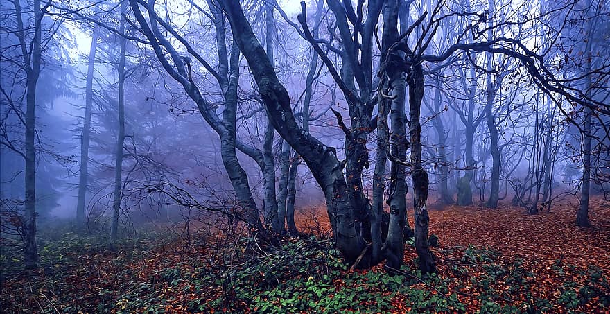 ブナ、秋、葉、森林、木、ブランチ、グループ、自然、地球、環境、デジタル油絵の具