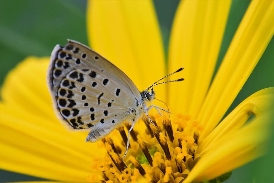 나비, 꽃, 화분, 수분, 날개, 나비 날개, 날개 달린 곤충, 나비과, 곤충, 노란 꽃, 노란 꽃잎
