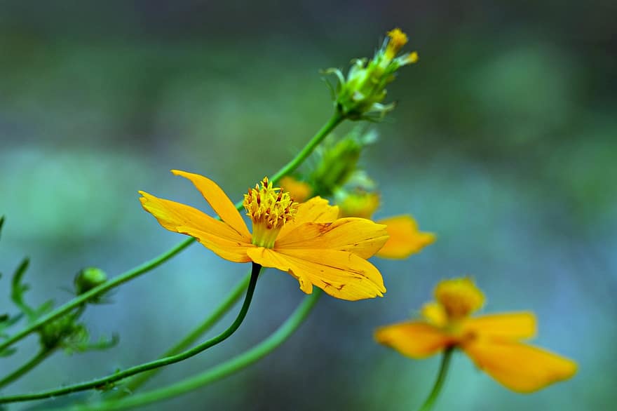 Cosmos, Yellow Flowers, Flowers, Garden, Garden Cosmos, Flora, yellow, flower, summer, plant, close-up