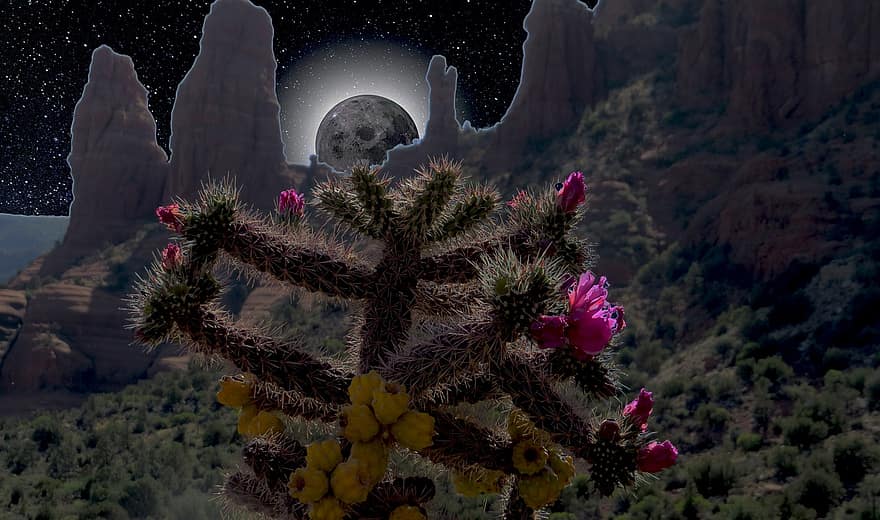 Desierto, naturaleza, noche, cactus floreciente, floraciones, Luna