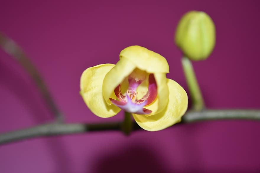 gul orkidé, orkidé, gul blomst, blomst, plante, natur, flor, tæt på, kronblad, blomsterhoved, blad