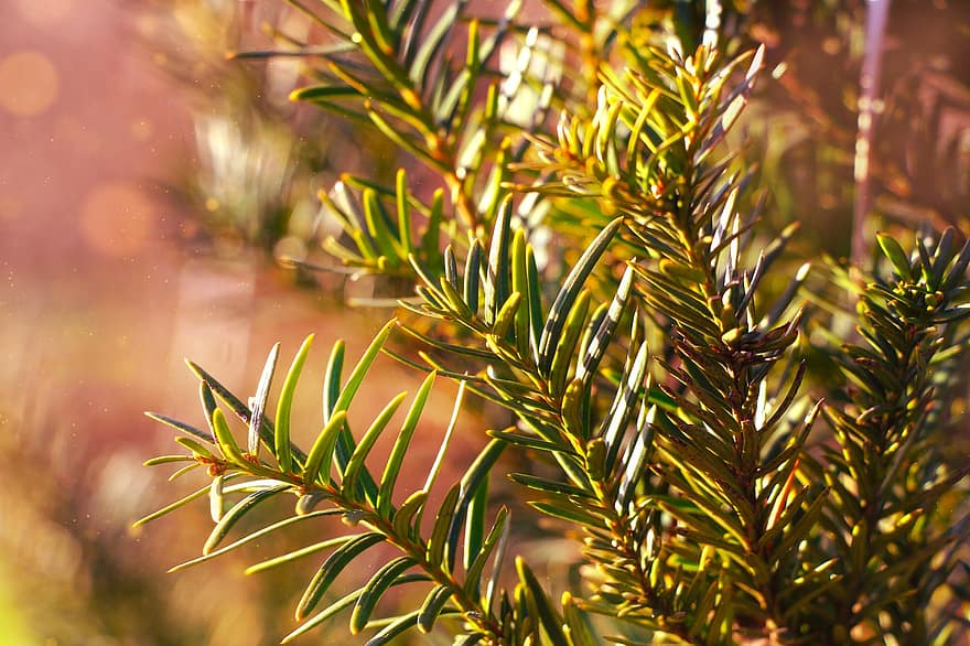 Live, Plant, Pine, Fir, Forest, Garden, Green, leaf, green color, close-up, tree
