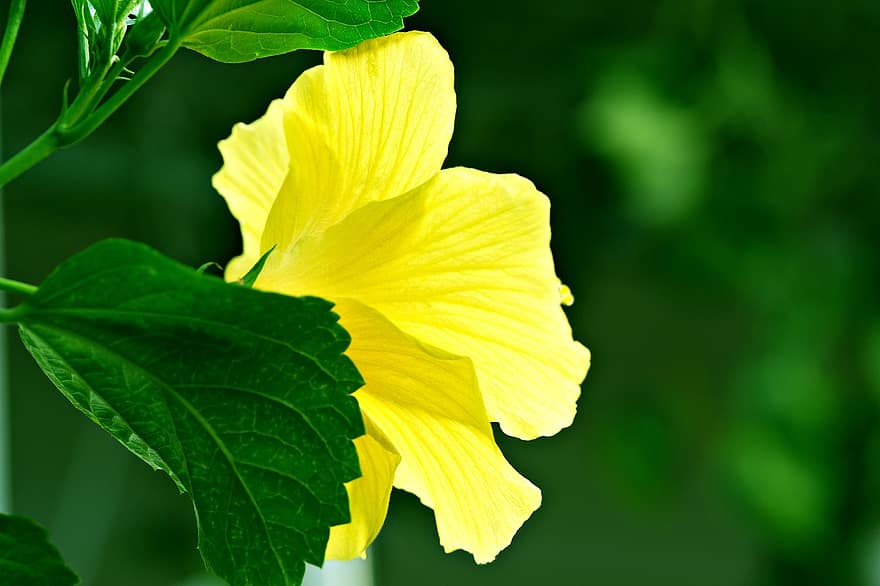 dzeltens hibisks, dzeltens zieds, Hibiscus, zieds, dārzs, flora, lapas, augu, zaļā krāsa, tuvplāns, vasarā