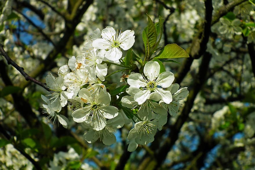fiore di ciliegio, fiori, primavera, fiori bianchi, petali, fioritura, fiorire, ramo, albero, giardino, natura