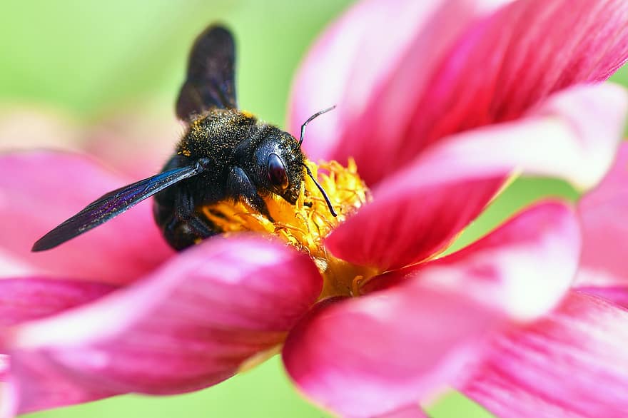 Bie, pollen, pollinering, pollinere, blomst, rosa blomst, rosa petals, petals, blomstre, flora, fauna