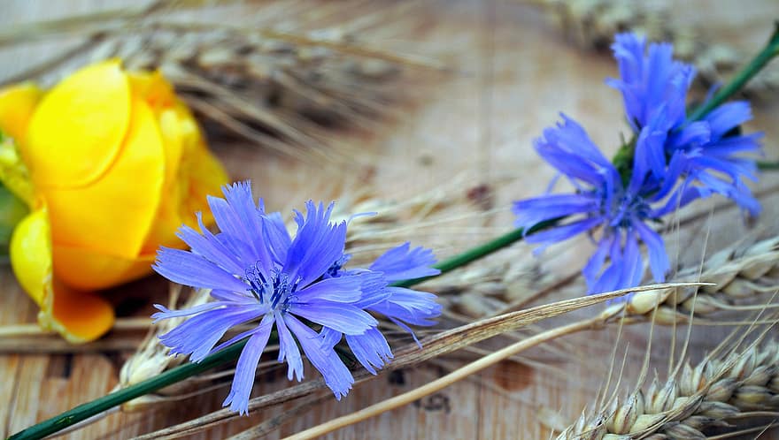 Chicory, Flowers, Rose, Wheat, Yellow Rose, Petals, Chicory Petals, Rose Petals, Bloom, Blossom, Flora