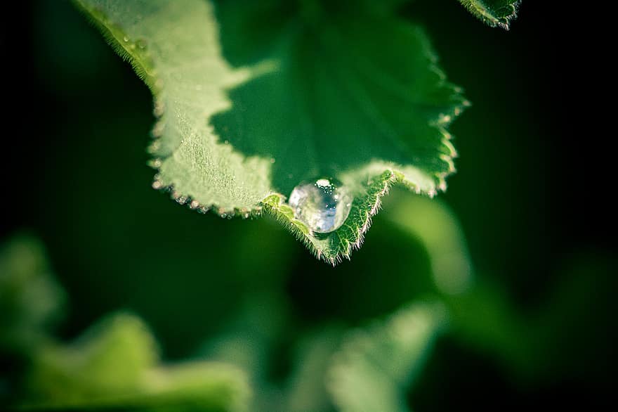 Lady's Mantles, Leaf, Water Droplet, Plant, Herb, Frauenmantel, Waterdrop, Garden, Nature, close-up, green color