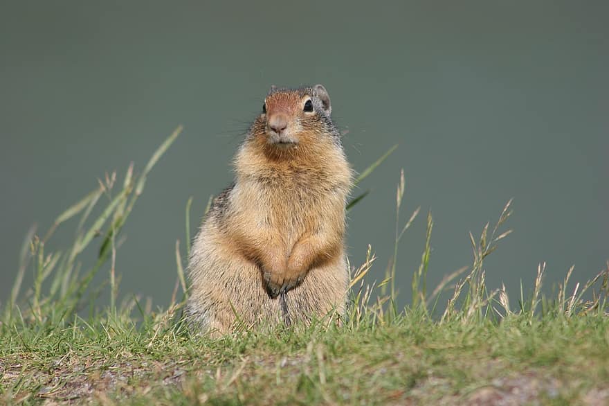 Ground Squirrel, Animal, Wildlife, Prairie Dog, Richardson's Ground Squirrel, Gopher, Mammal, Wild, Wilderness, Nature, Richardsongroundsquirrel