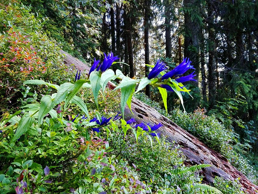 gentiane, flori albastre, plante, frunze, înflorit, infloritoare, Buturuga, pădure, prea mare, arbuști, natură