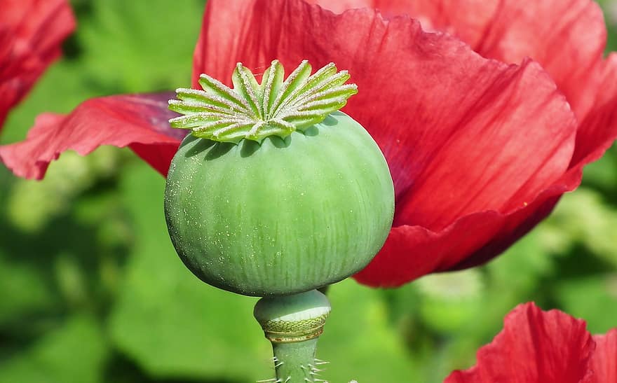 opium, bunga, biji polong, opium merah, bunga merah, kelopak, berkembang, menanam, musim semi, taman, alam