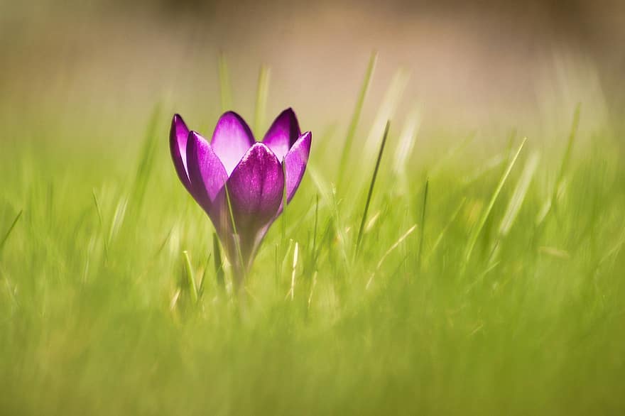krokus, fialový šafrán, fialový květ, tráva, louka, jaro, květ