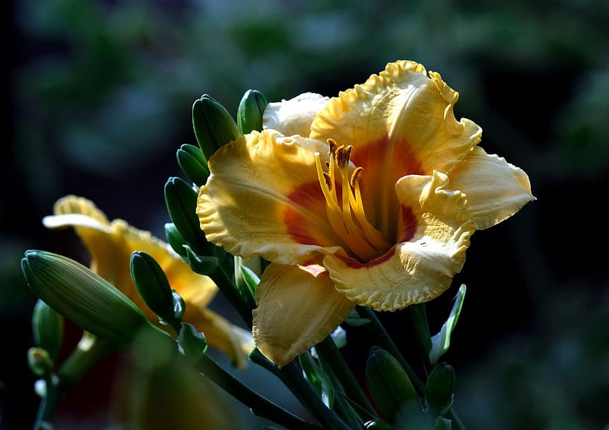 Лили, цветок, желтый цветок, лепестки, желтые лепестки, цветение, цвести, завод, почки, Флора, природа