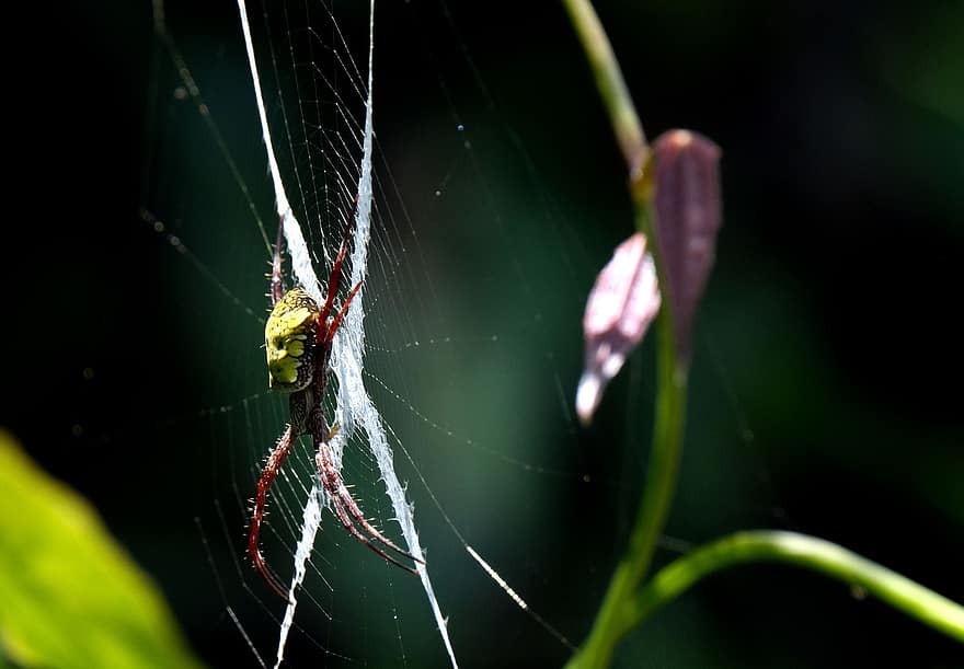 hyönteinen, hämähäkki, hyönteistiede, laji, hämähäkinverkko, lähikuva, makro, kaste, arachnid, vihreä väri, pudota