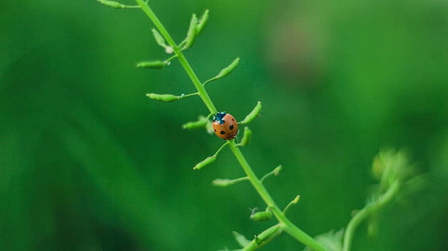 mariehøne, insekt, ladybird beetle, natur, dyr, grøn farve, tæt på, plante, makro, forår, sommer