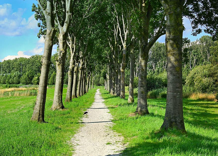 Lane, Path, Tree Lined, Trees, Landscape, Trunk, Grass, Perspective, Vanishing Point