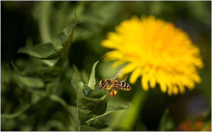 бджола, комаха, політ, летить, квітка, крилате комаха, крила, природи, перетинчастокрилі, ентомологія