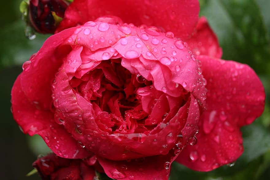 Róża, czerwony, krople rosy, rosa, kropelki wody, czerwona róża, kwiat, czerwony kwiat, czerwone płatki, płatki, płatki róż