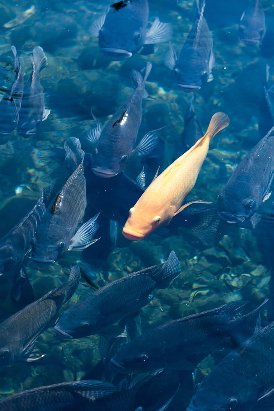 Fish, Pond, Marine, Species, underwater, water, blue, animals in the wild, school of fish, group of animals, tropical climate