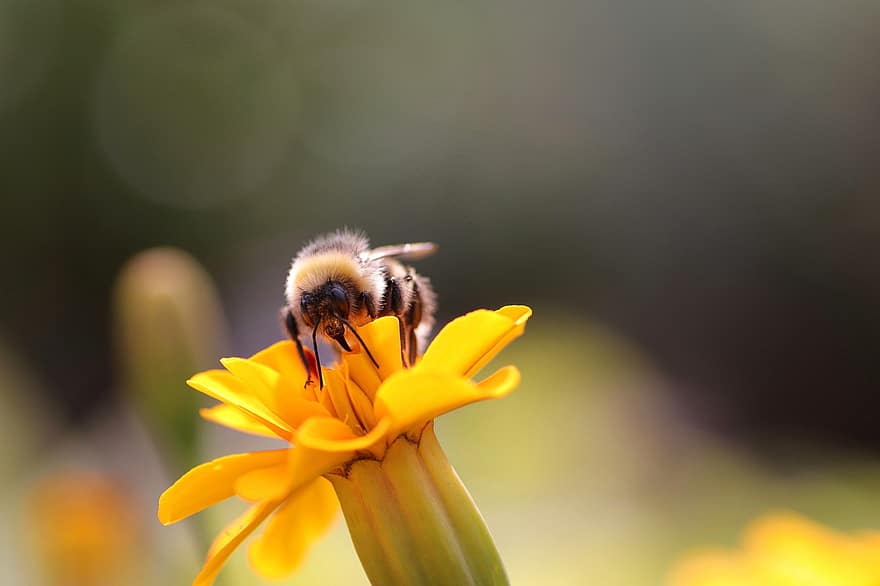 джміль, комаха, квітка, бджола, запилення, жовта квітка, тагетес, Рослина, природи, впритул, жовтий