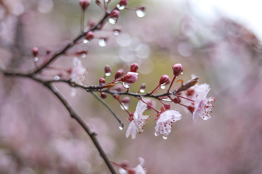 цветы, природа, цвести, капли, дождь, весна, розовый, лепестки, ветви, дерево, крупный план