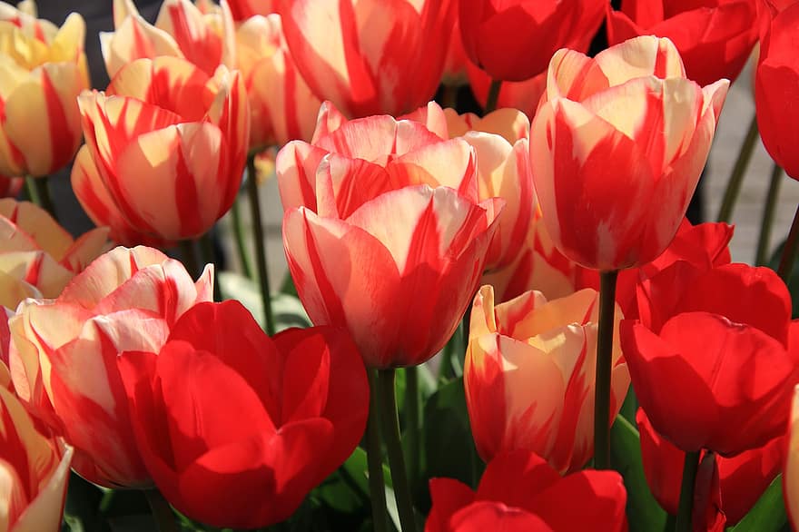 fiori, tulipani, boccioli di fiori, fiori che sbocciano, flora, natura, primavera, Olanda, fiori di bulbo, tulipani rossi, giardino