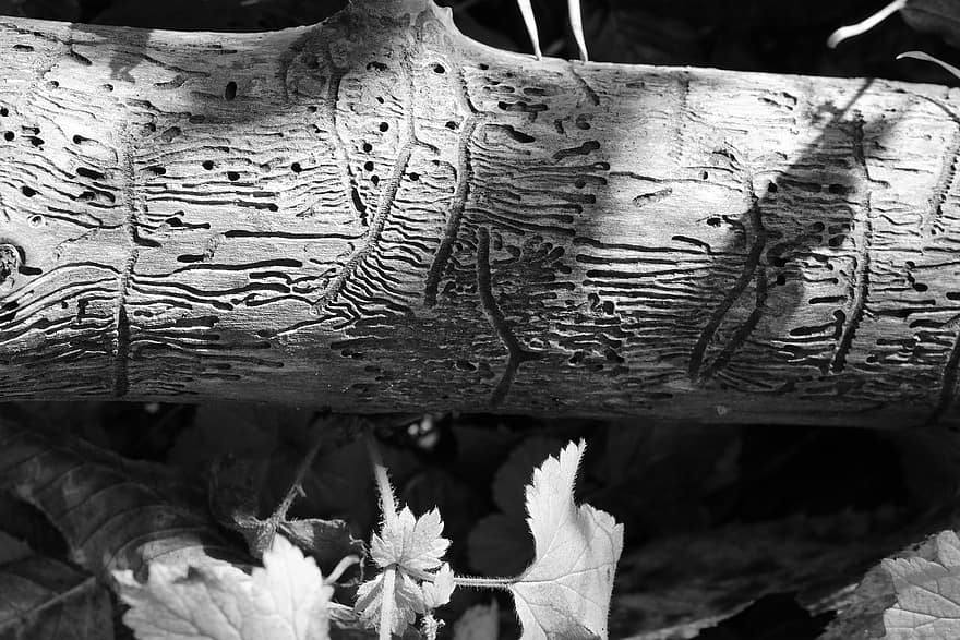 Tree Trunk, Worm Tracks, Tribe, Forest, Wood