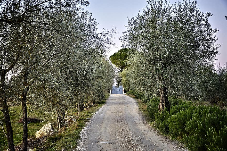 droga polna, brama, drzewa oliwne, Droga, wejście, drzewa, wiejska droga, wiejski, Wieś, Florencja, toskania