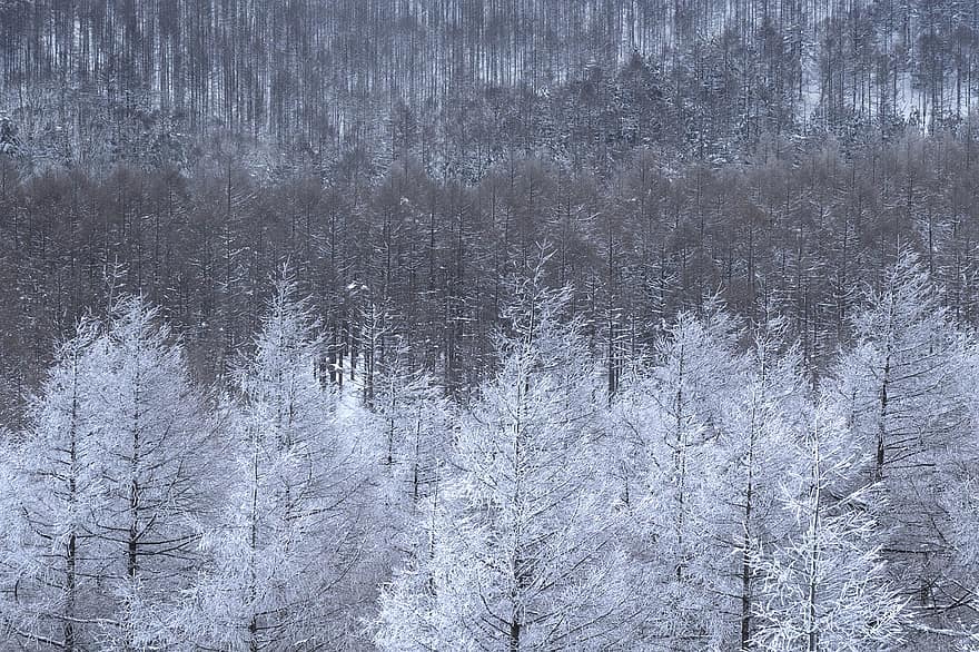 ağaç, kar, dağ, peyzaj, doğa, orman, kış, sezon, don, çam ağacı, buz