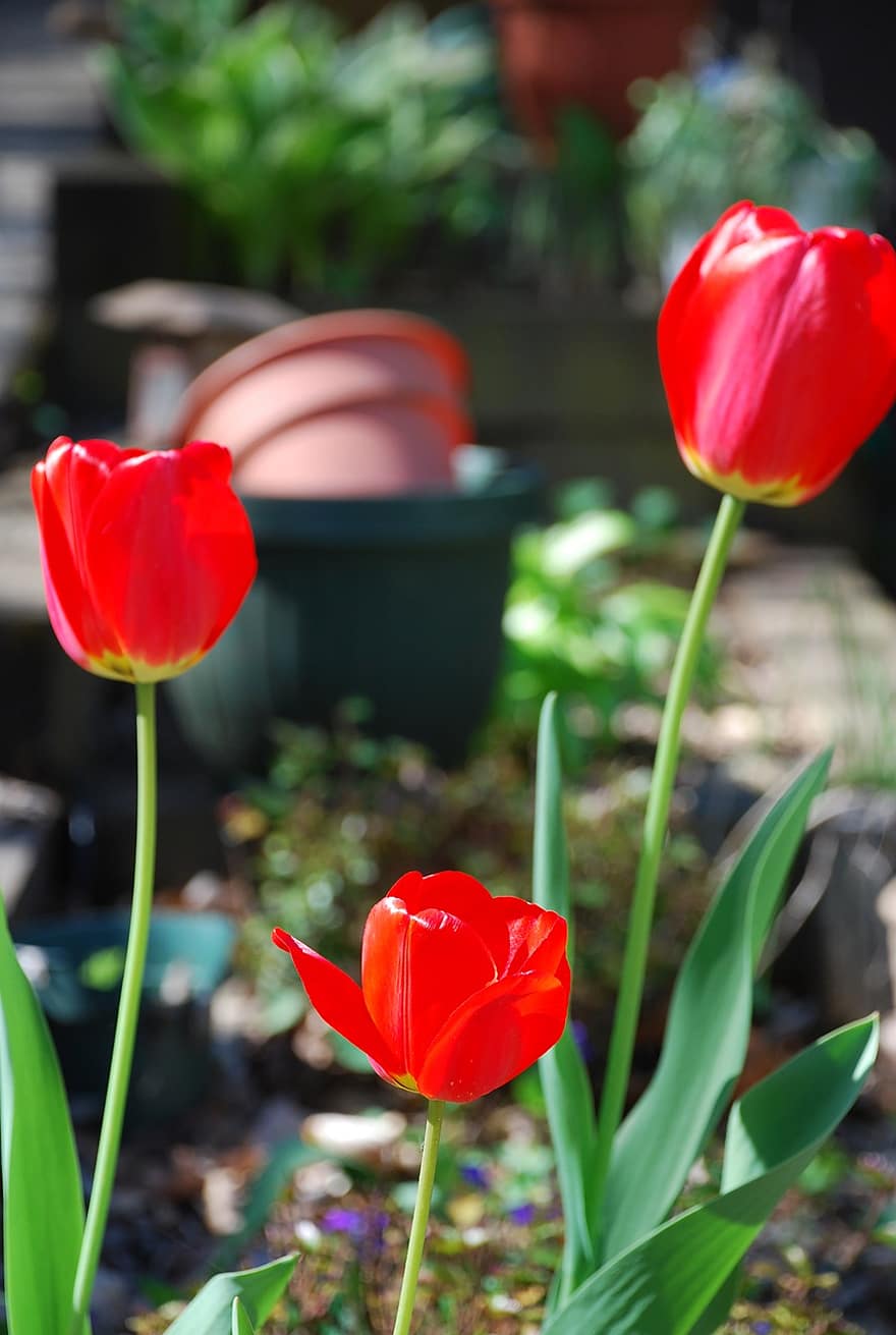 tulipány, květiny, zahrada, červené květy, okvětní lístky, červené okvětní lístky, květ, flóra, rostlin