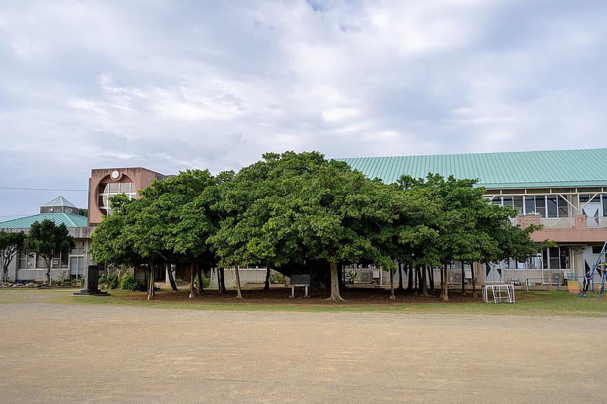 medis, banyan medis, mokykloje, pradinė mokykla, Okinoerabujima, Wadomari miestelis, Kamiki, kagoshima, kelionė, vasara, architektūra