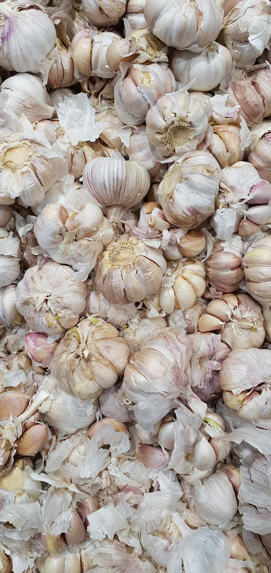 Garlic, Vegetables, Organic, Healthy, close-up, food, freshness, backgrounds, vegetable, gourmet, spice