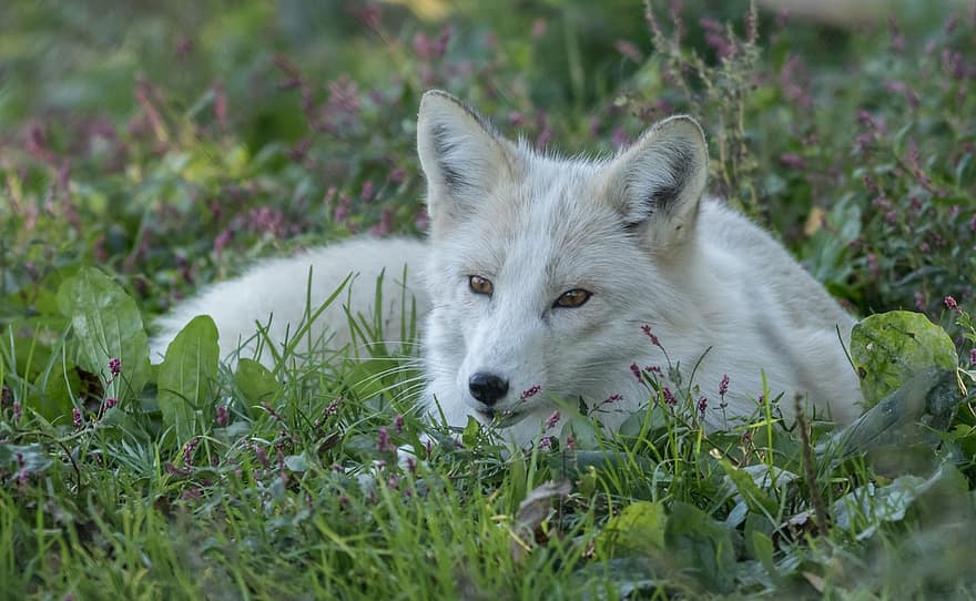 Fuchs, Wolf, Tier, weißer Fuchs, weißer Wolf, Kojote, Säugetier, Raubtier, Tierwelt, wild, Natur