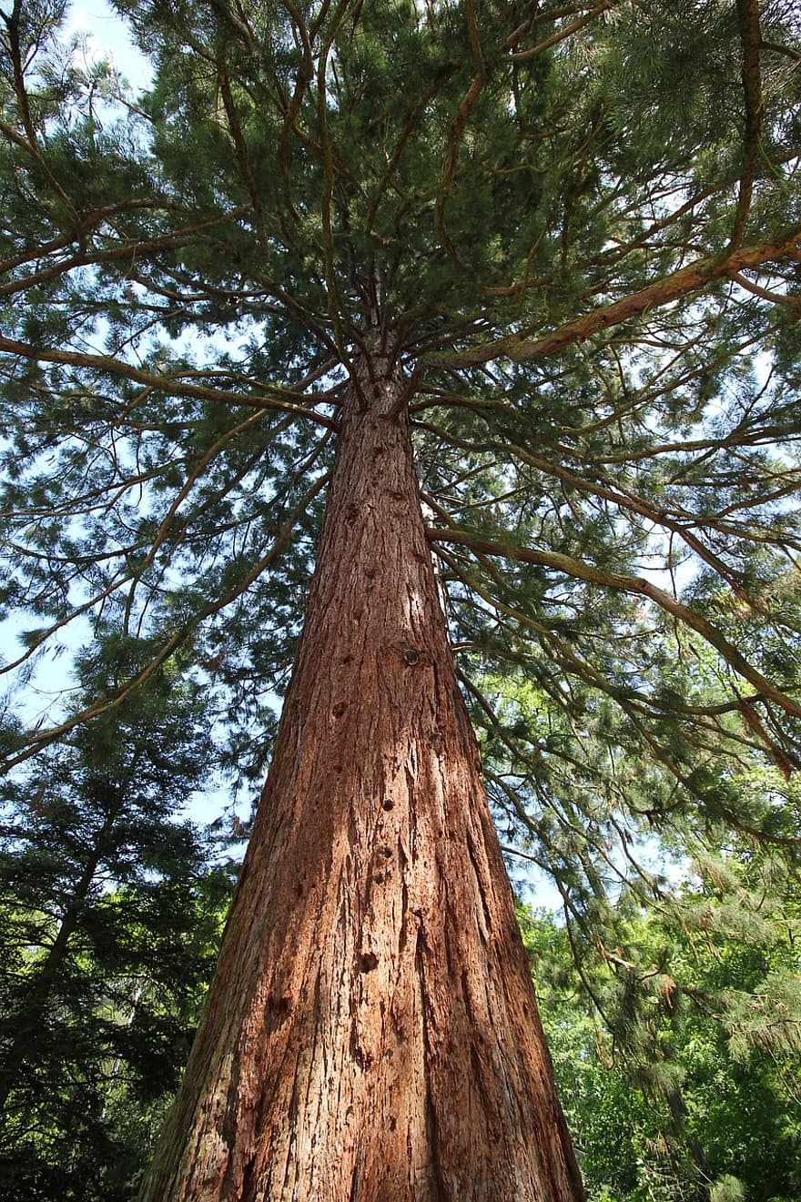 sequoia, träd, trunk, grenar, löv, lövverk, bark, trä, skog
